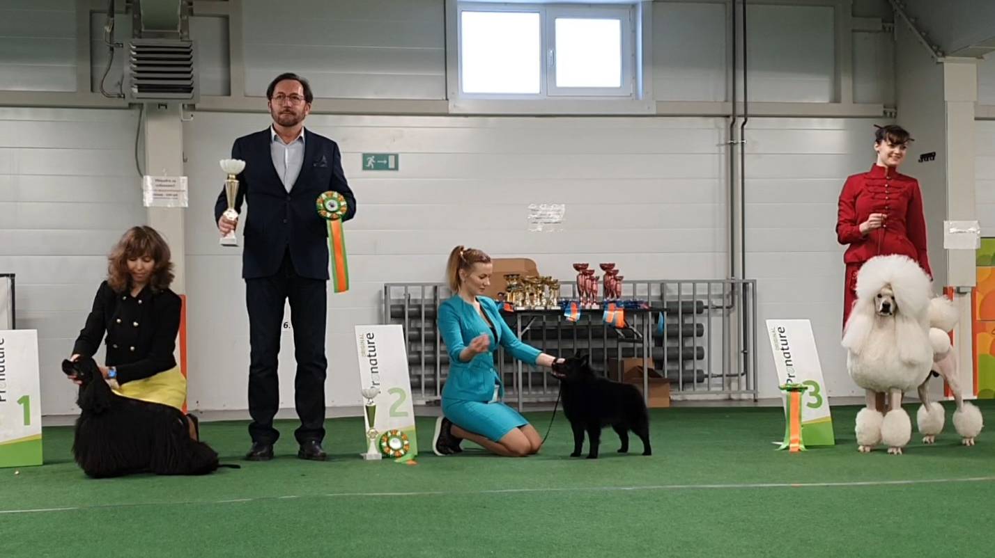 09.02.2025, СПб. Клуб "Каскад" (РКФ, РФЛС). Выставка собак всех "ВСЕГДА ВДВОЕМ" (САС, ЧРКФ) смотреть онлайн