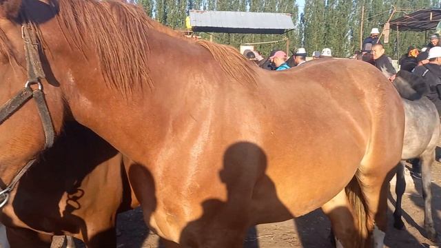 Ноокат Кыргыз жылкы баалары тушуп кетти 26 июнь смотреть онлайн