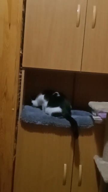 Неожиданное место для вкусняшек... На мою лежанку....