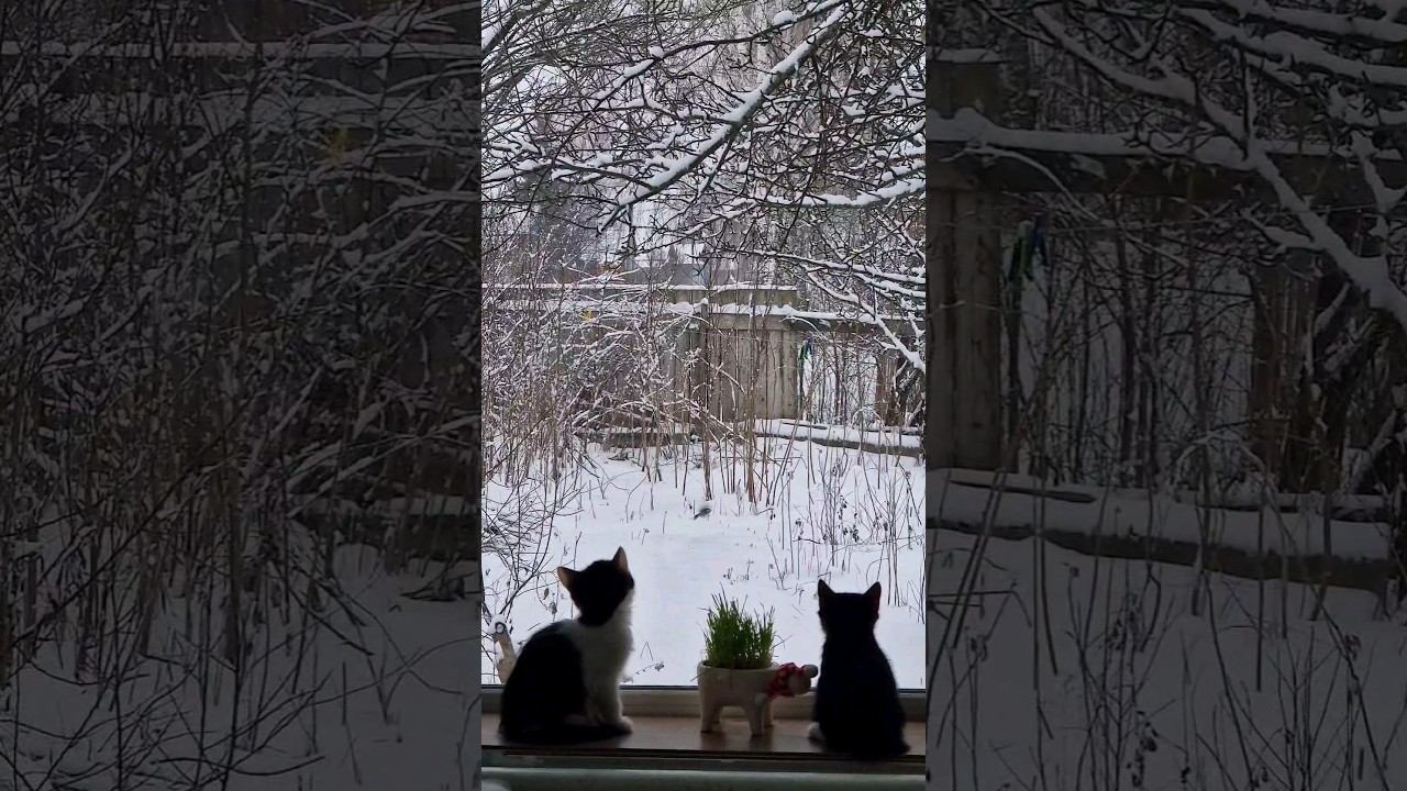 Всех с первым месяцем зимы! Тепла и уюта вашему дому❄️ #домиквдеревне #зимавдеревне #уютныйдом смотреть онлайн