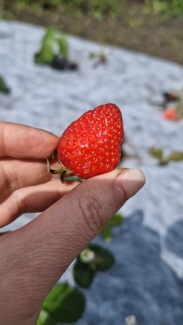Первая клубника! #домиквдеревне #клубника #изгородавдеревню #май смотреть онлайн