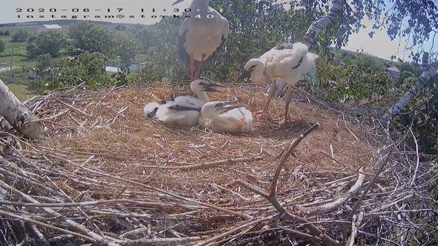 record 0000 0000 CH01 20200617112900 20200617113202 смотреть онлайн