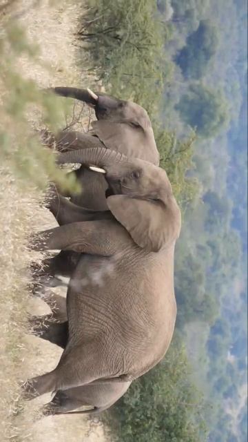 from the South African safari ~ Pilanesberg смотреть онлайн
