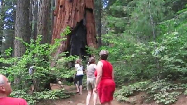 Redwood tree - Sequoia national park смотреть онлайн