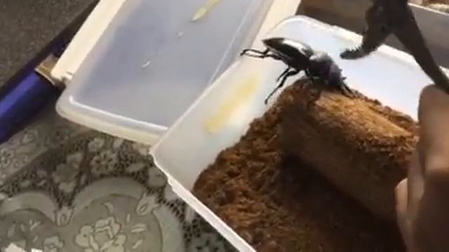 Kìm kẹp khủng lồ смотреть онлайн