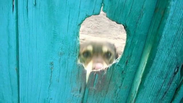 Кошки и Собаки. Рождённые свободными . смотреть онлайн