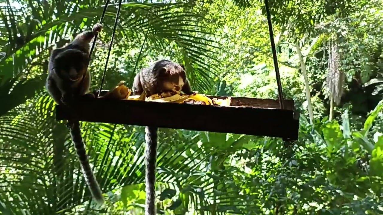 Marmoset Monkeys Came For Lunch
