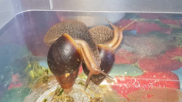 Mating games of giant snail Achatina смотреть онлайн