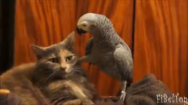 Прикол животных #3 смотреть онлайн