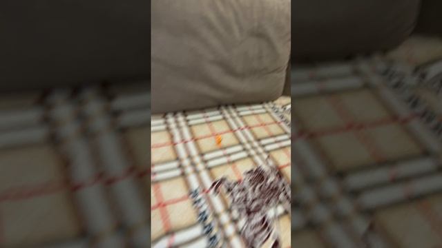Мимимишки 2 серия Энопланетянен смотреть онлайн
