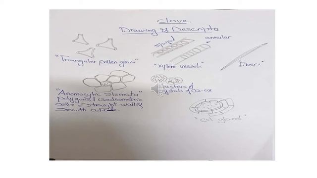 عملي عقاقير 1 _ السكشن الاول / (clove & hibiscus ) pharmacognosy 1 section 1 смотреть онлайн