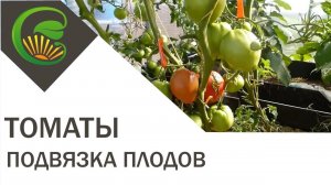Подвязка крупноплодных томатов