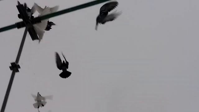 По-прежнему гоняем голубей как в детстве. смотреть онлайн