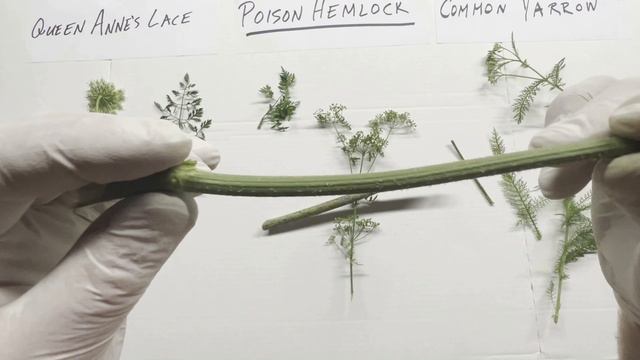How to identify Poison Hemlock, Queen Anne's Lace and Yarrow. смотреть онлайн