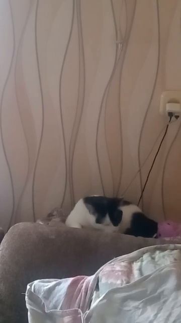 Нашла удобное место для отдыха...