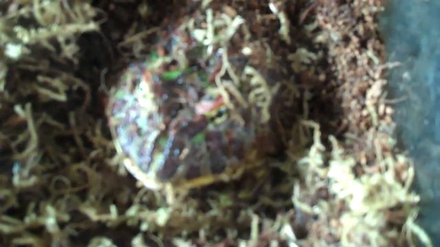Pacman Frog Eats Large Hissing Cockroach смотреть онлайн