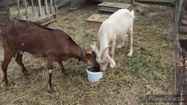 Угодила только козе Милке. 😋 смотреть онлайн