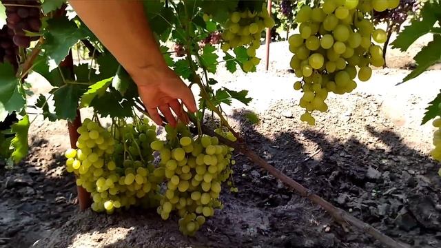 🍇Огляд ранніх гібридних форм винограду 🍇 смотреть онлайн