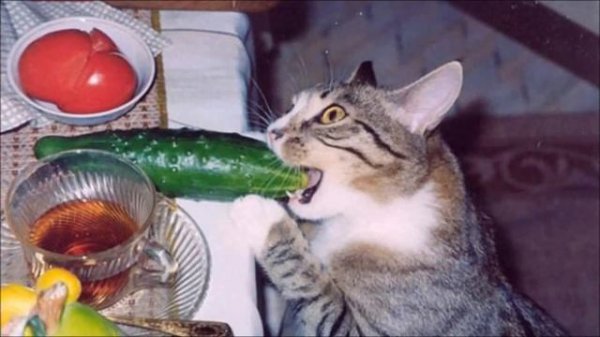 Почему коты боятся огурцов