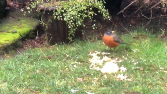Fat American Bird смотреть онлайн