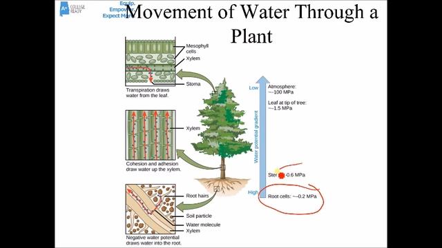 AP Biology Transpiration смотреть онлайн