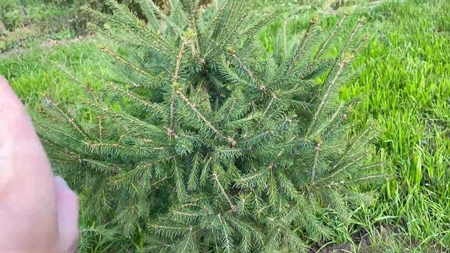 ПЕРЕСАДКА ЕЛИ ОСЕНЬЮ! Закладываем новую растительную композицию! смотреть онлайн