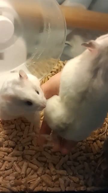 手乗りハムスター #小動物 #哺乳類 #ハムスター смотреть онлайн