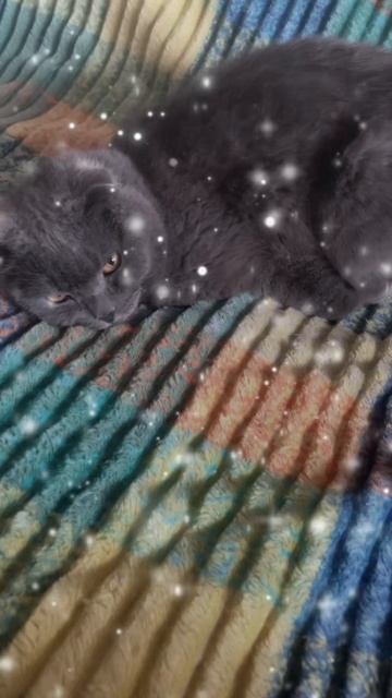 🔴КОТ СМОКИ🔴 смотреть онлайн