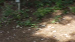 Sony A6700 Video Test (Sony 35mm 1.8)