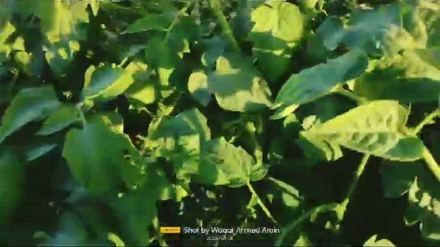 Tomato Vip F1 in Bela (Baluchistan) by Rashid Seeds. смотреть онлайн