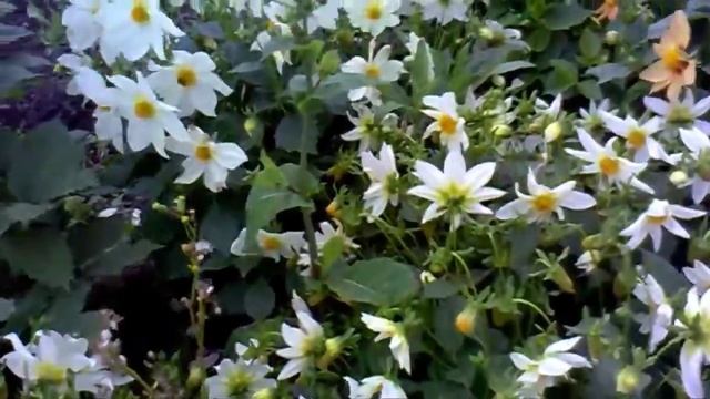 video-2025-02-09_20_58_05 смотреть онлайн