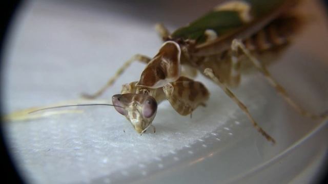Creobroter Apicalis sniffing the ground смотреть онлайн