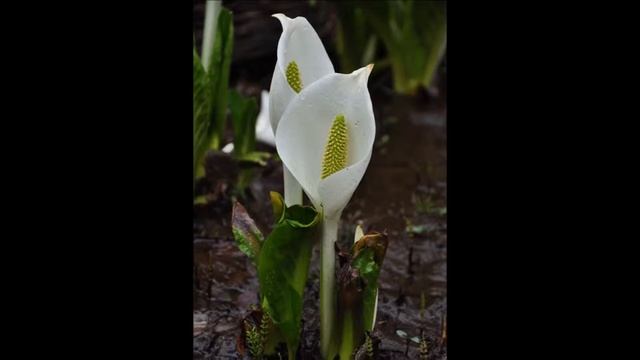 水芭蕉の花 смотреть онлайн