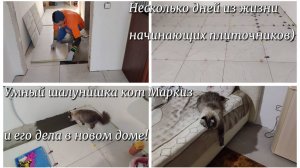 #38 Несколько дней из жизни начинающих плиточников. УМНЫЙ ШАЛУНИШКА КОТ МАРКИЗ И ЕГО ДЕЛА В НОВОМ 🏠