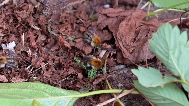 Common carder bee (Bombus pascuorum) - Veldhoven (Netherlands) 22-7-2023 смотреть онлайн