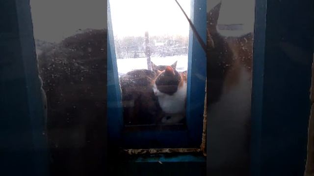 деревенские будни