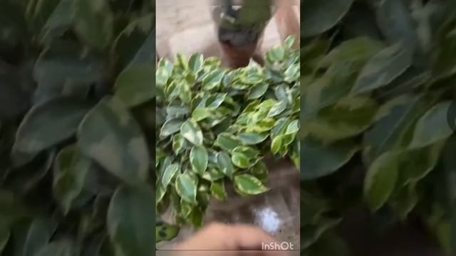 сегодняшний обзор дня #цветы #гүлдер #растения #гуллар #plant #хэштеги #пересадка #сад #садовод # смотреть онлайн