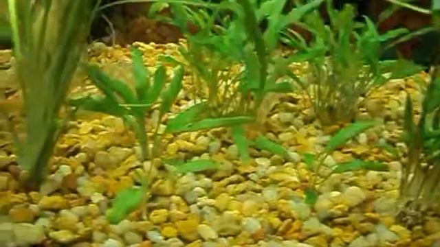 Cryptocoryne Lutea