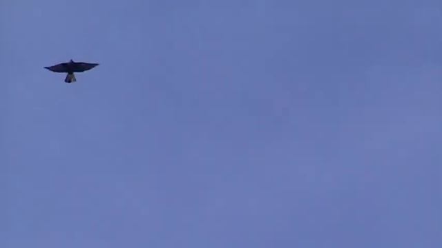 ГОЛУБИ николаевские Мариуполя 8 марта смотреть онлайн