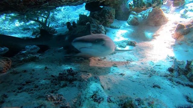 White Reef Shark Hurghada смотреть онлайн