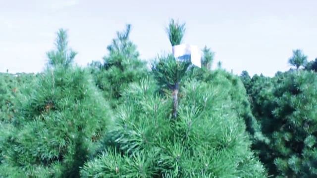 16 670 Сосна Датская срезанная 1.75 – 2.00 м. смотреть онлайн