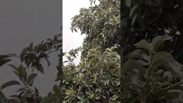 Muita chuva 🌧 e um enorme pé de abacate🥑 carregado ! 🌳💚🙌🏻🤲 смотреть онлайн