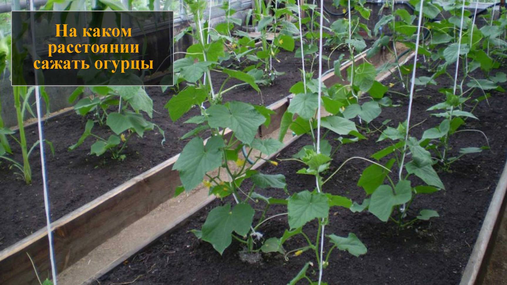 На каком расстоянии сажать огурцы смотреть онлайн