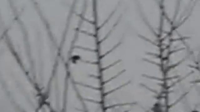 Свиристели смотреть онлайн