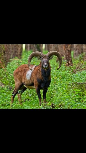 Муфлон смотреть онлайн