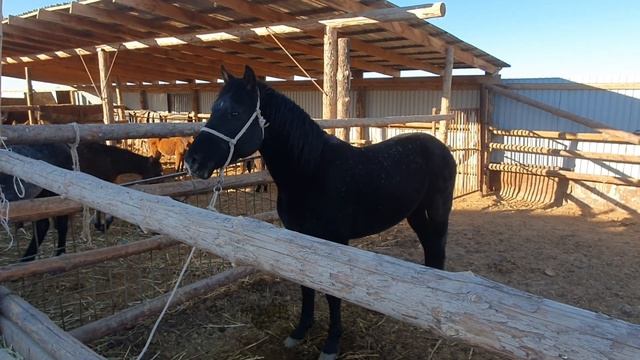 Молодой жеребец... Жас айғыр смотреть онлайн