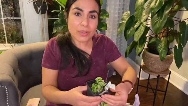 My wishlist Hoya unboxing and Care / Variegated Hoya Hindu Rope смотреть онлайн