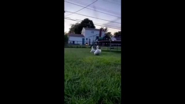 САМЫЕ СМЕШНЫЕ ЖИВОТНЫЕ!!! смотреть онлайн