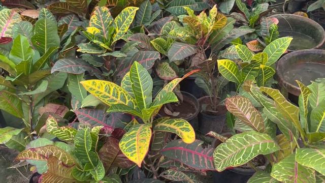 CROTON PETRA PLANT CARE / fertilizer / A to Z смотреть онлайн