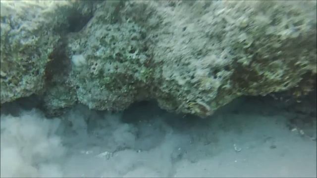 Stone Fish Of The Red Sea смотреть онлайн